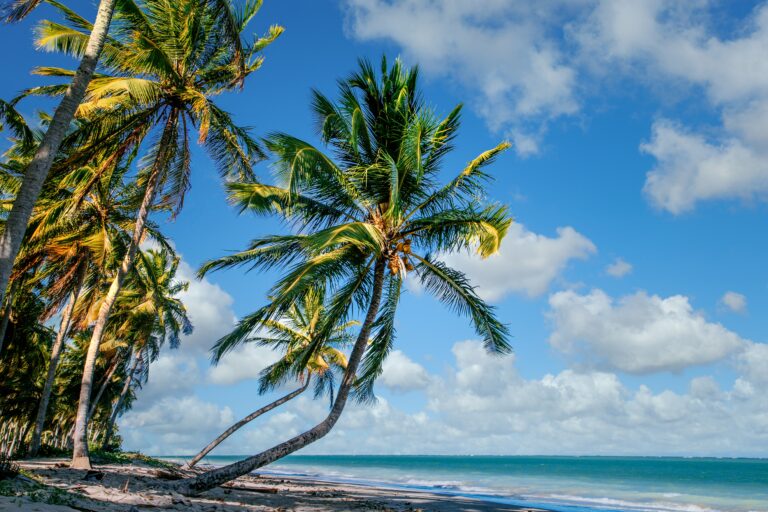 A beautiful tropical landscape of coconut trees along the shore under cloudy blue skies